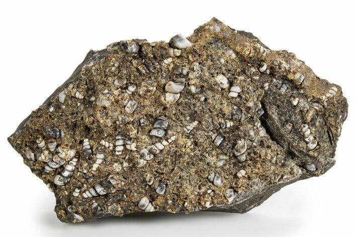 Fossil Freshwater Snails (Elimia) In Limestone - Wyoming #324606